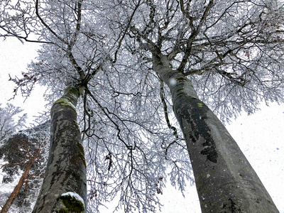 降雪。雪覆盖的树木和自动树叶在雪的秋天。山地滑雪场巴库里亚尼的冬季