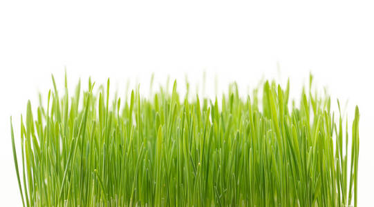 白色背景下分离的新鲜绿色麦草照片