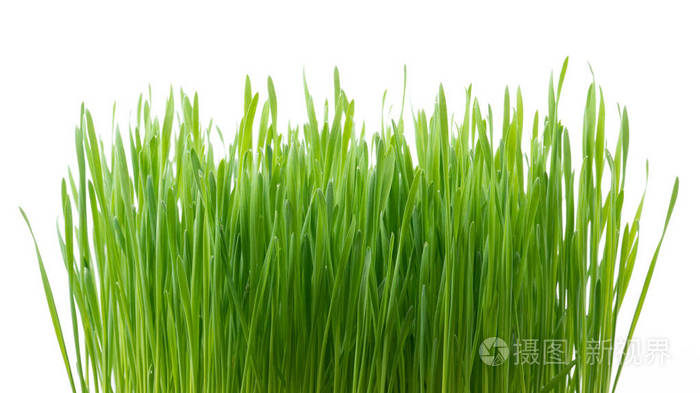 白色背景下分离的新鲜绿色麦草
