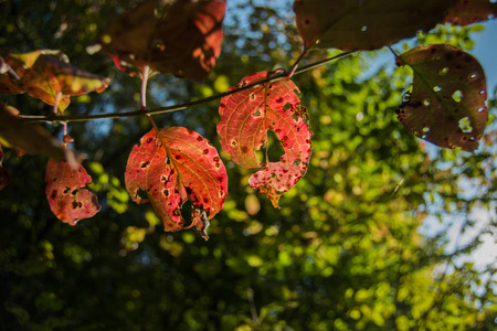阳光明媚的红叶带洞的树枝特写