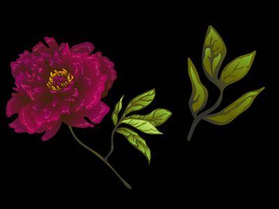 向量勃艮第牡丹花植物花。雕刻的水墨艺术。被隔绝的牡丹例证元素