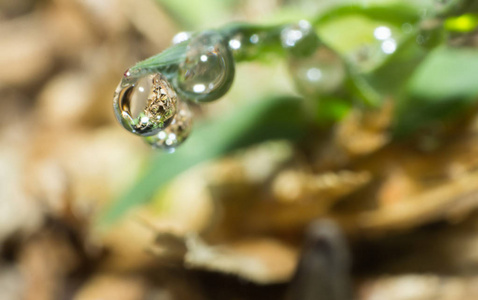 草地上的水滴，自然界的水滴，自然背景抽象