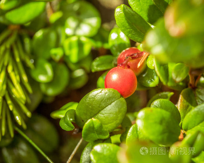 红牛莓林果莓或莓. 森林自然背景. 浅场深. 宏观的.