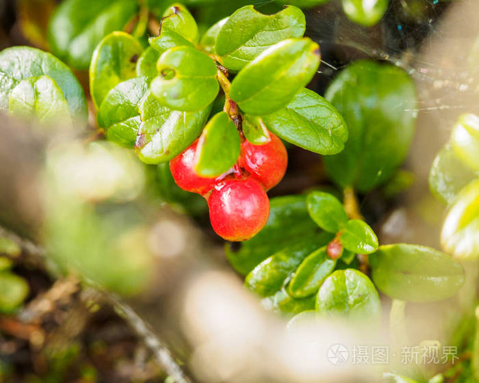 红牛莓林果莓或莓森林自然背景浅场深宏观的浆果是冬季维生素的主要