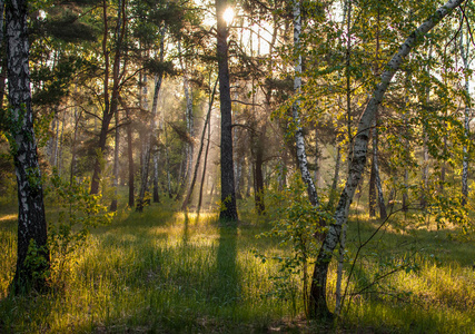 早上好。 太阳升起了。 森林沐浴在阳光中。 在大自然中散步愉快。