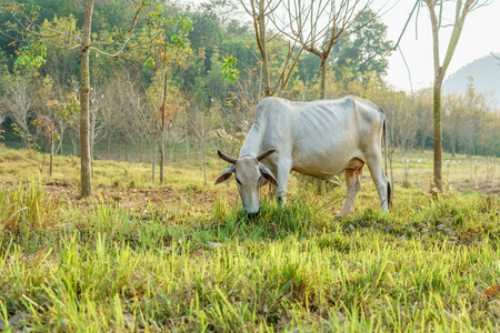 一头白牛在田里吃草。 乡间美丽的景色。