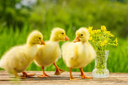 黄鸡黄鸡黄鸡和复活节彩蛋黄鸡窝在木背上小黄发黑的鹅在笼子里可爱的