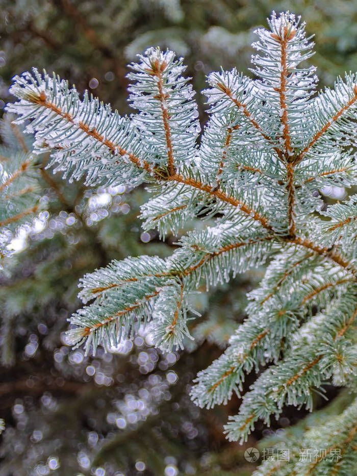 春天针叶树的枝条融化的雪和水滴解冻模糊的背景冬末早春的概念