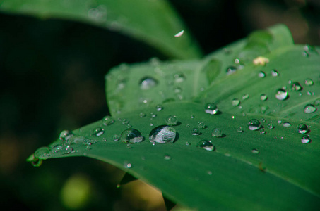 雨后滴在树叶上