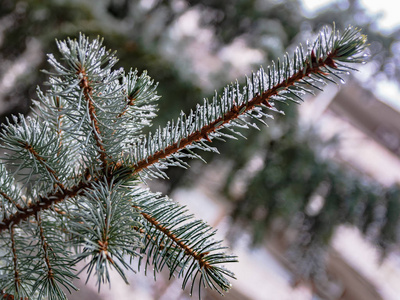 春天针叶树的枝条 融化的雪和水滴 解冻 模糊的背景 冬末早春的概念 照片 正版商用图片18ufm2 摄图新视界 春天针叶树的枝条 融化的雪和水滴 解冻 模糊的背景 冬末早春的概念 照片 正版商用图片18ufm2 摄图新视界