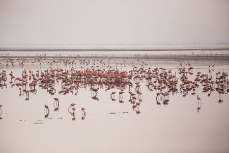 火烈鸟集团在马拉湖国家公园。 非洲鸟类。 非洲狩猎。 非洲火烈鸟。 坦桑尼亚国家公园