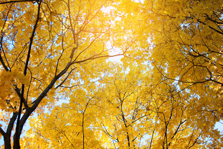 秋天有黄叶的树冠图片