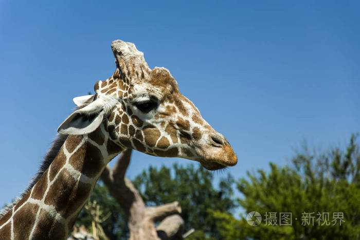 长颈鹿头在侧面