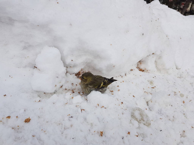 雪地里的小摩托鸟啄食谷物