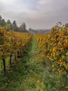 FriuliVeneziaGiulia秋季刚收获的葡萄田风景