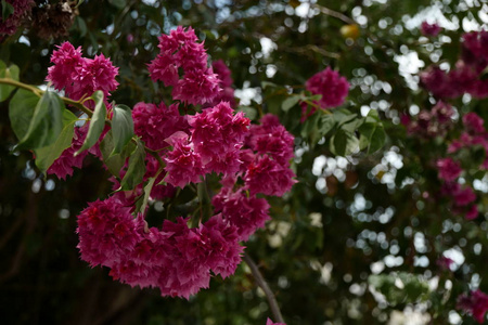 花束一种饱和的粉红色花，有深绿色的叶子背景。