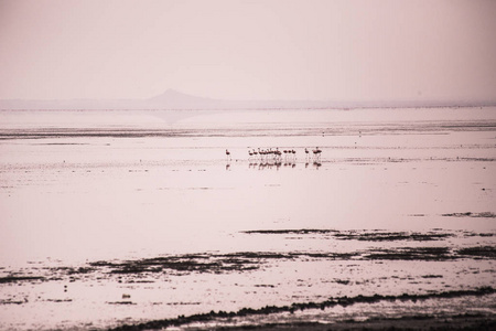 火烈鸟集团在马尼亚拉湖国家公园。非洲鸟类。非洲狩猎。非洲火烈鸟。坦桑尼亚Manyara国家公园