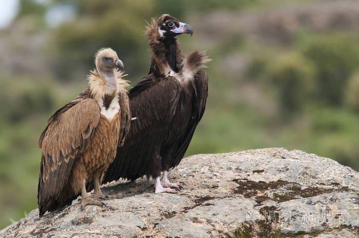 站在岩石上的愤怒的秃鹫aegypiusmonachus和griffonvultures