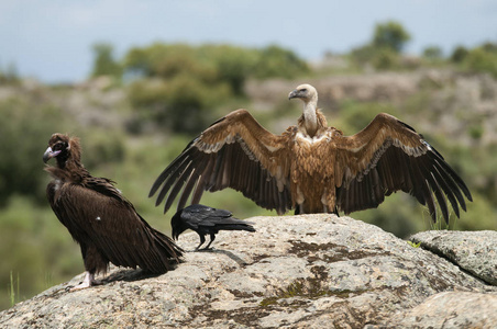 秃鹫AegypiusMonachus和GriffonVultureFulvus普通乌鸦CorvusCorax站在岩石上