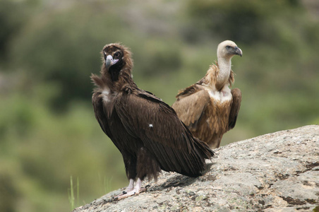 站在岩石上的愤怒的秃鹫AegypiusMonachus和GriffonVultures，