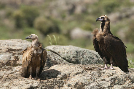 站在岩石上的愤怒的秃鹫AegypiusMonachus和GriffonVultures，