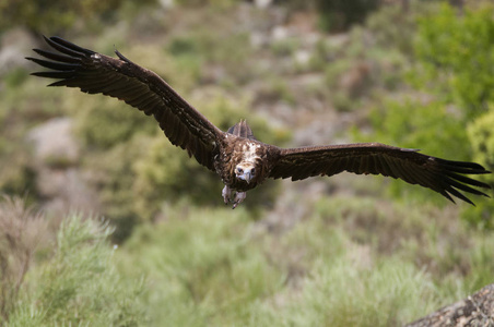 狡猾的秃鹫，在飞行中的Aegypiusmonachus