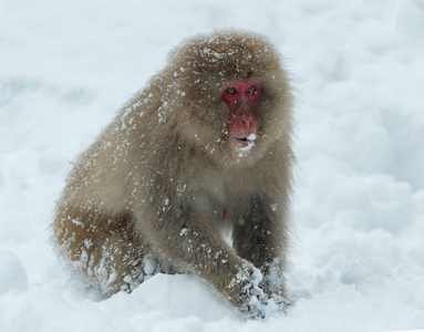 雪上的日本猕猴。 冬季。 日本猕猴的科学名称马卡猴，又称雪猴。