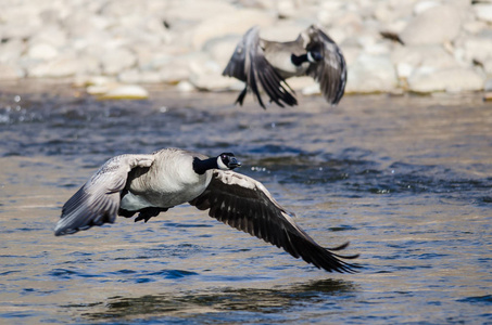 加拿大鹅从河水中飞