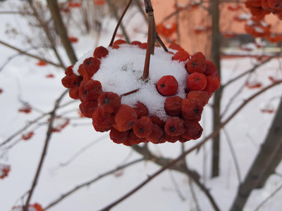 红罗万挂在树枝上，戴着一顶雪帽