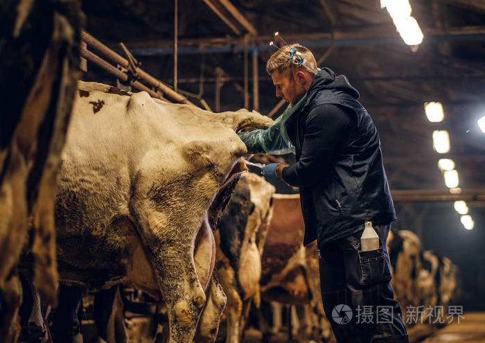 兽医在农场内对牛进行人工授精