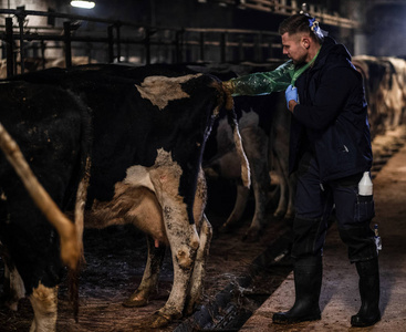 兽医在农场内对牛进行人工授精