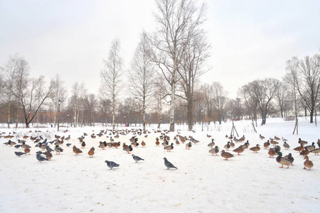 云天公园雪上野鸭。
