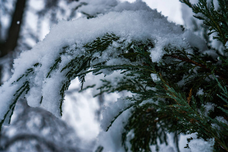 降雪后森林里的树被雪完全覆盖了。