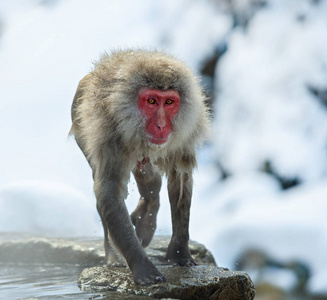 冬季天然温泉的石头上湿湿的日本猕猴。 日本猕猴科学名称马卡福斯卡塔也被称为雪猴。