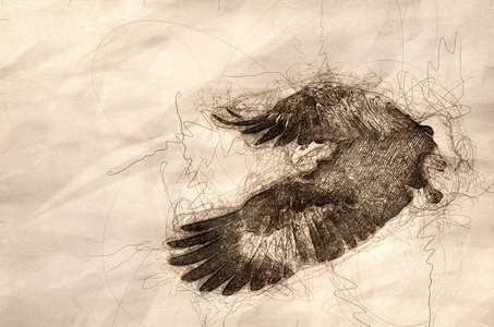秃鹰在翅膀上狩猎的素描