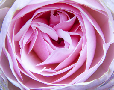 特写粉红色花园嫩玫瑰花