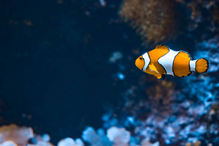 海洋水族馆里的小丑鱼和岩石。 暗礁鱼游泳。 黑暗的背景。 两性