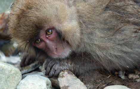 日本猕猴。 日本猕猴的科学名称马卡猴，又称雪猴。 自然栖息地冬季季节。