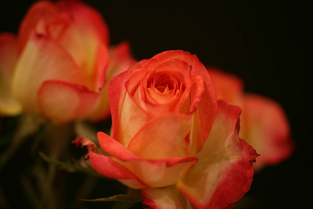 一朵玫瑰的特写。美丽的，娇嫩的黄色灌木玫瑰红色的尖端。