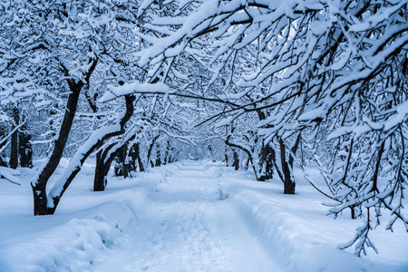 降雪后公园里的树被雪完全覆盖了。