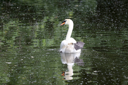 美丽的白天鹅游在平静的池塘里