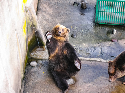 日本熊在动物园里的熊公园.照片
