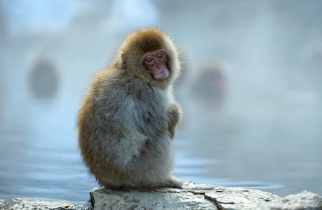 日本猕猴靠近天然温泉。 日本猕猴的科学名称马卡猴，又称雪猴。 自然栖息地冬季季节。
