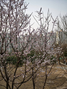 韩国的樱花风景