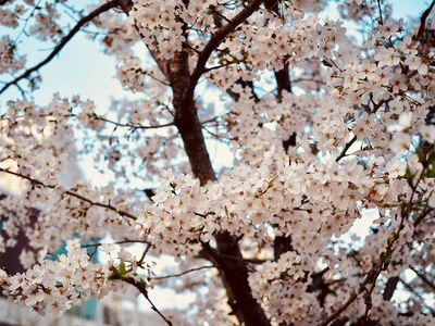 韩国的樱花风景