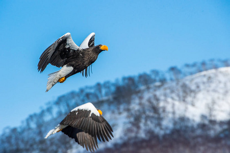 s sea eagle in flight. Steller39