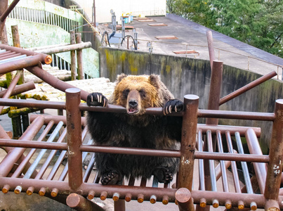 日本熊拍屁股图片