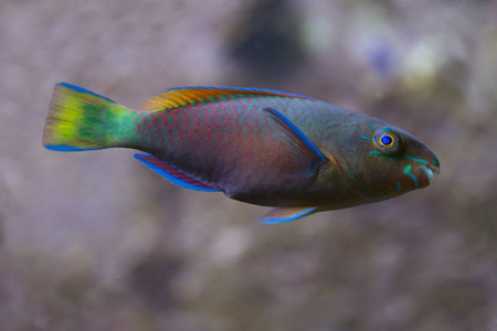 鹦鹉鱼水下图片