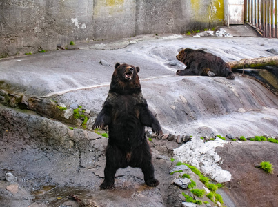 日本熊拍屁股图片