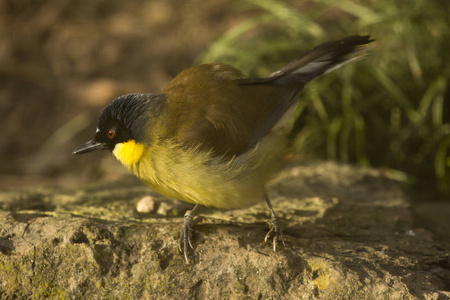 s laughingbird Garrulax courtoisi.